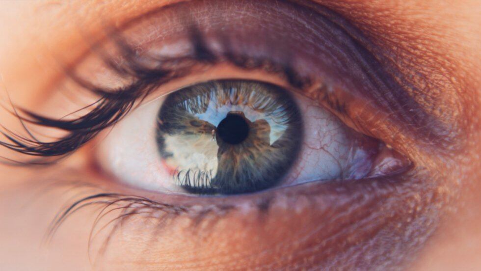 Tercer párpado: Es un pliegue situado en la esquina interna del ojo y sirve para proteger la vista, ayudan a que los ojos estén húmedos y libres de residuos. 