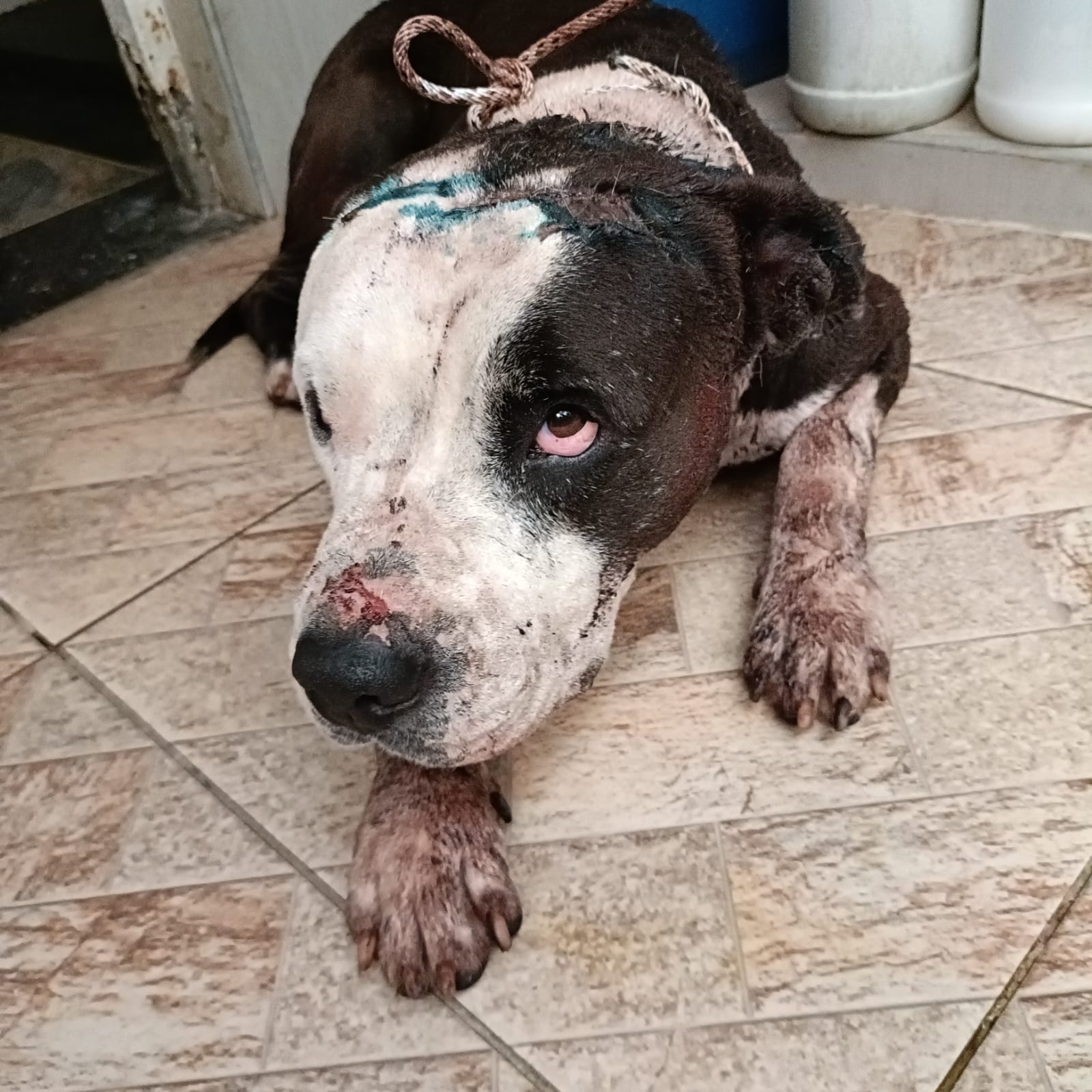 Denuncian caso de maltrato animal en zona rural de Bochalema, Norte de Santander. / Foto: Cortesía del dueño.