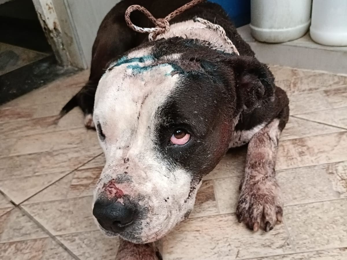 Denuncian caso de maltrato animal en zona rural de Bochalema, Norte de Santander