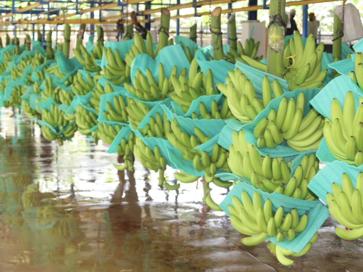 Minoristas europeos deben mejorar el precio de compra del banano de Colombia