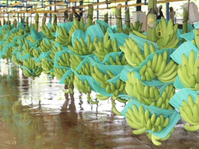 Santa Marta acogerá el 2.º Congreso Bananero del Caribe, escenario que moverá la economía
