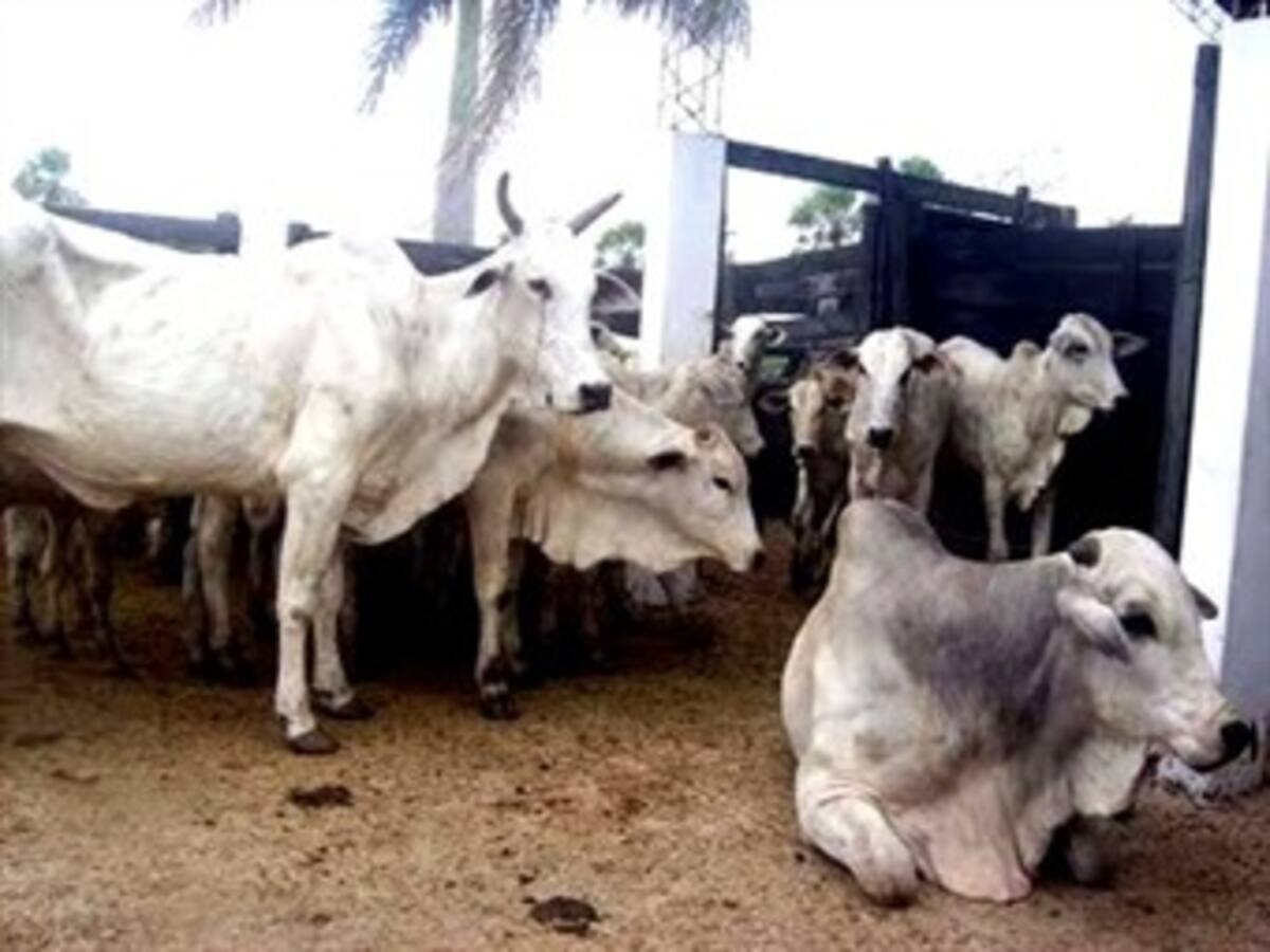 Gobierno pide guardar comida para el ganado ante la inminencia de fuerte sequía