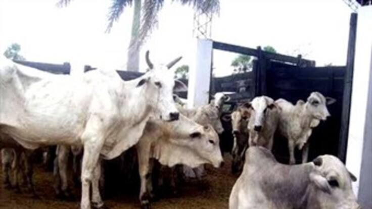 Gobierno pide guardar comida para el ganado ante la inminencia de fuerte sequía