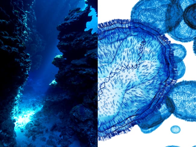 Imagen de referencia virus y fondo marino. Getty Images.
