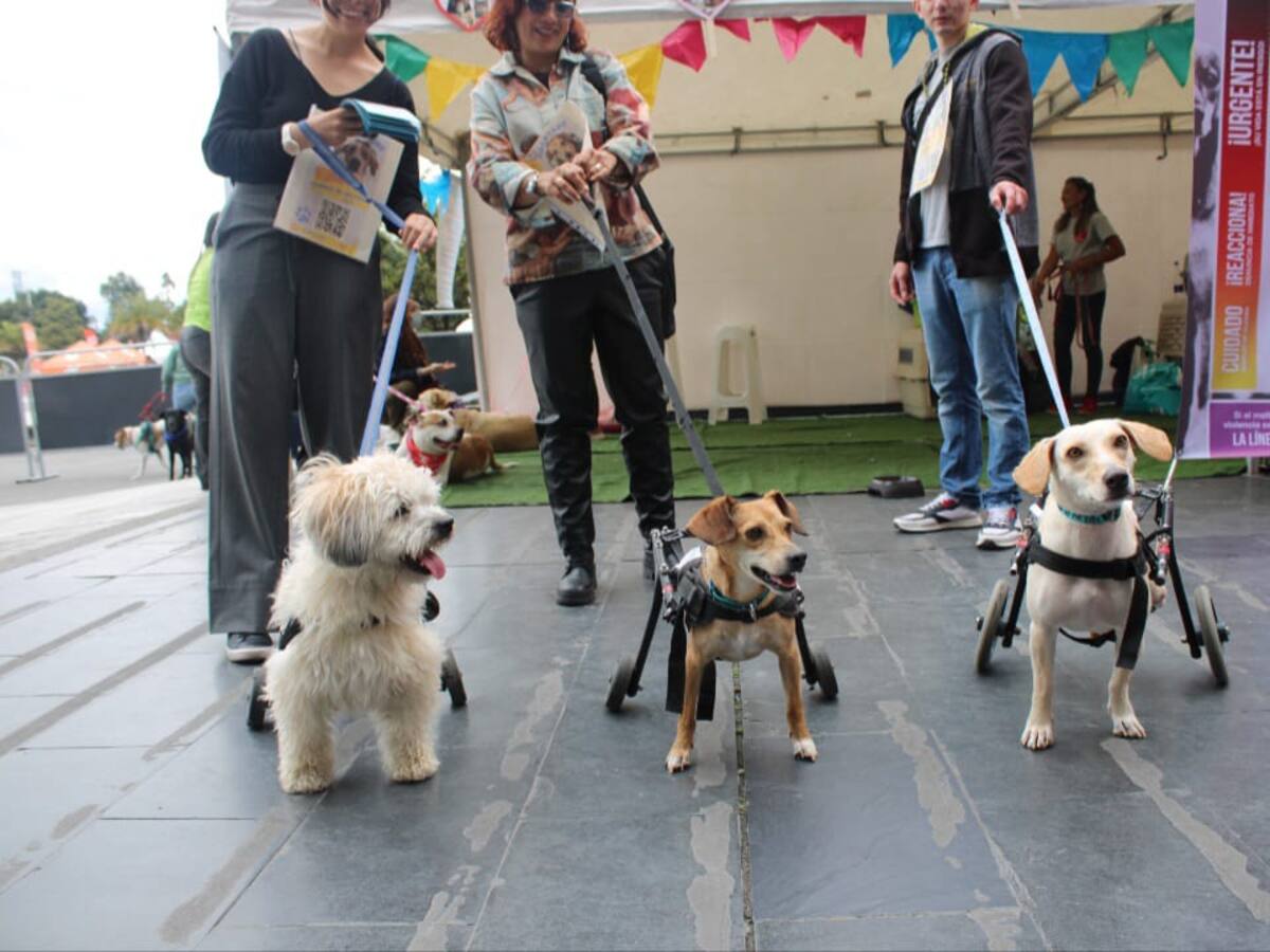Jornada de adopción de animales especiales “Los invisibles”