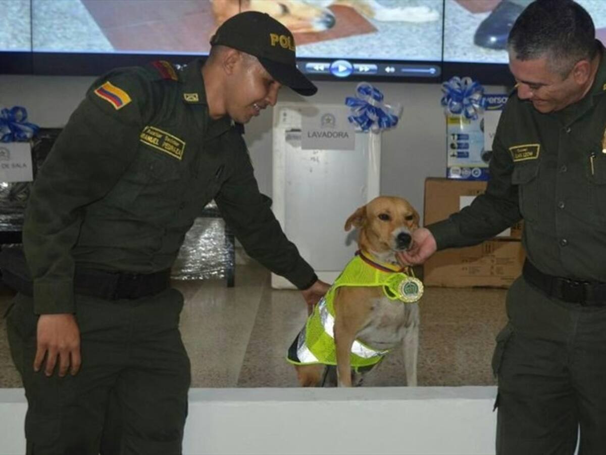 'Mono', el perro consentido de la Policía de Neiva, fue condecorado