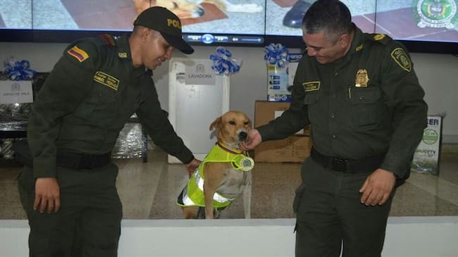 'Mono', el perro consentido de la Policía de Neiva, fue condecorado. Foto: Cortesía Policía Nacional