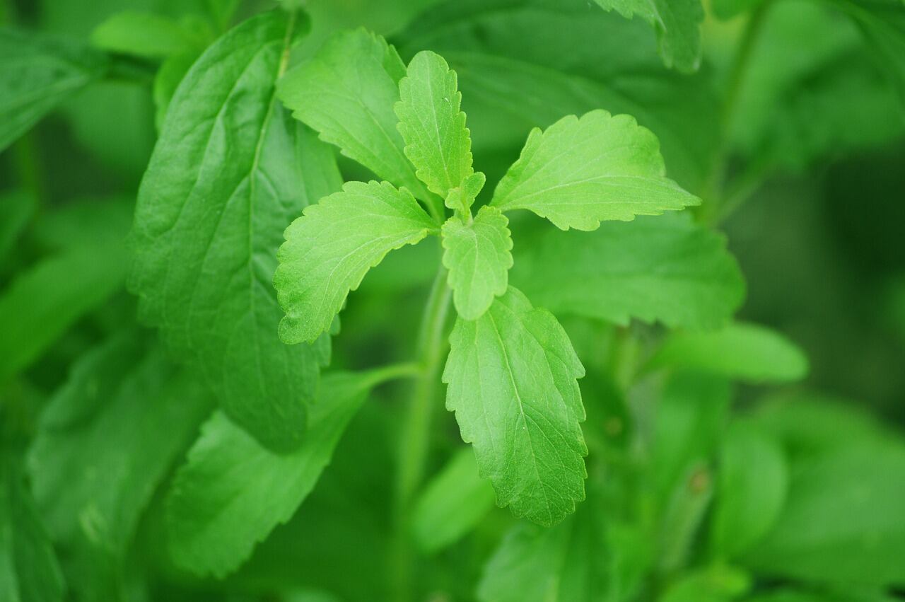 Stevia - hoja. Imagen de Robert en Pixabay