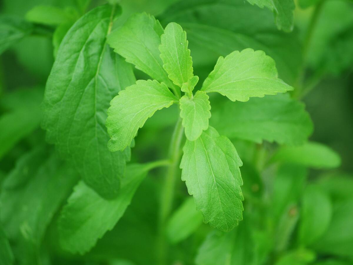 FAS considera errónea la recomendación de la Organización Mundial de la Salud