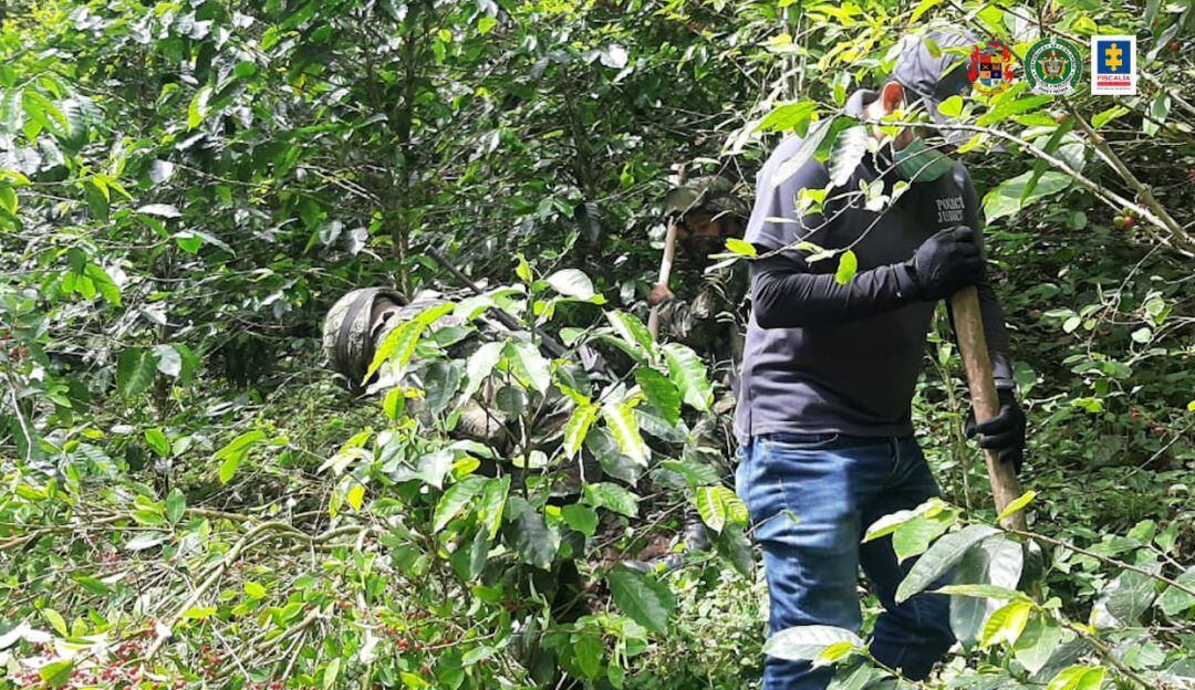 Erradicación cultivos de coca