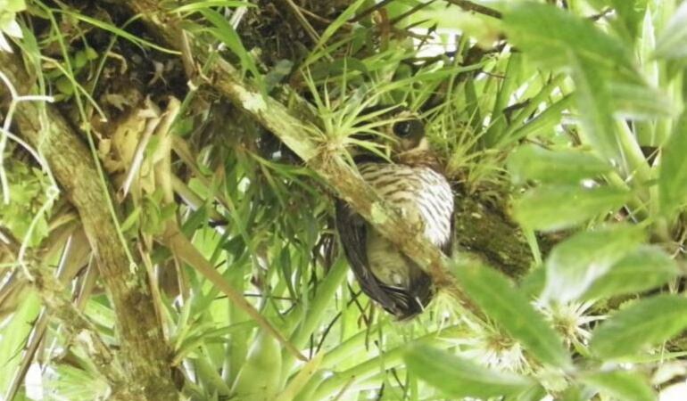 Búho barrado avistado en Boyacá