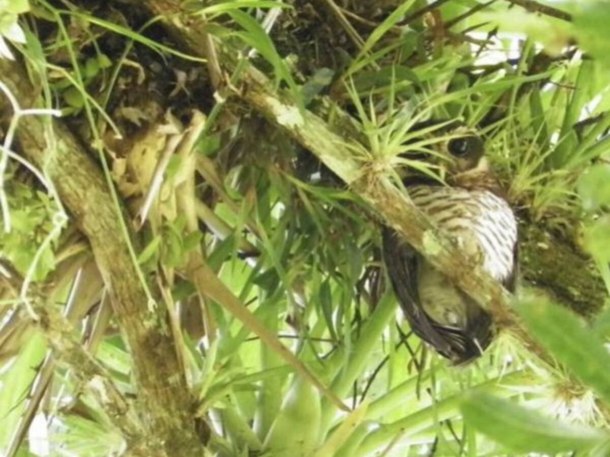 Así es el búho barrado, avistado en Boyacá