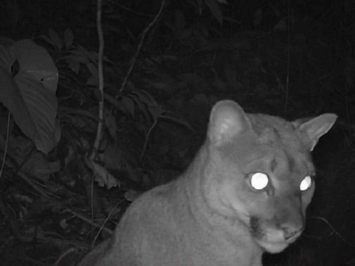Registran la presencia de osos y felinos en área protegida del Caquetá
