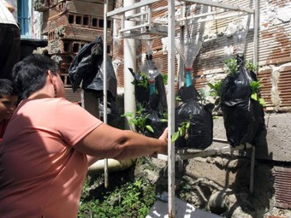 Barrio de Medellín le apuesta a la agricultura urbana