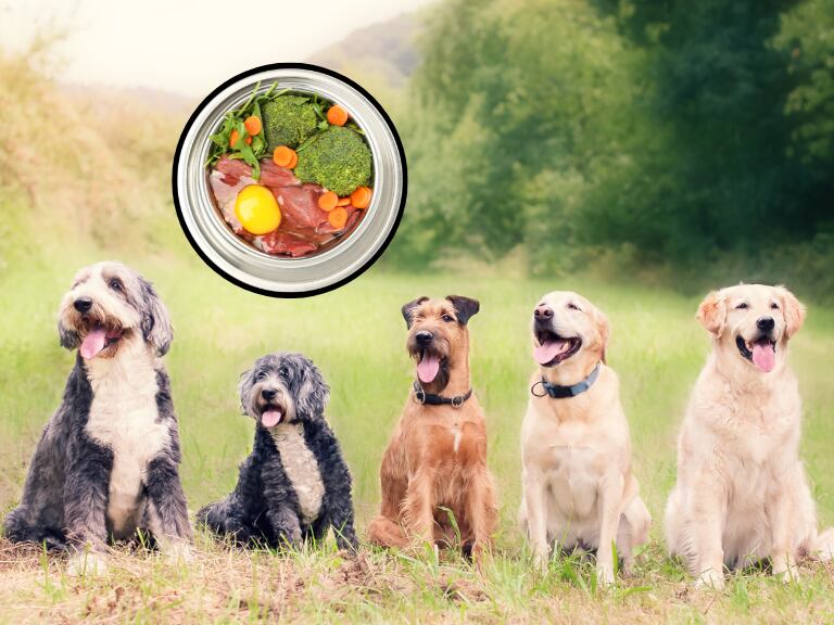 Recetas caseras para perros. Foto tomada de Canva