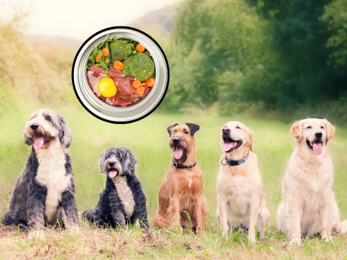 Recetas de comida casera para su perro: tips y consejos de expertos