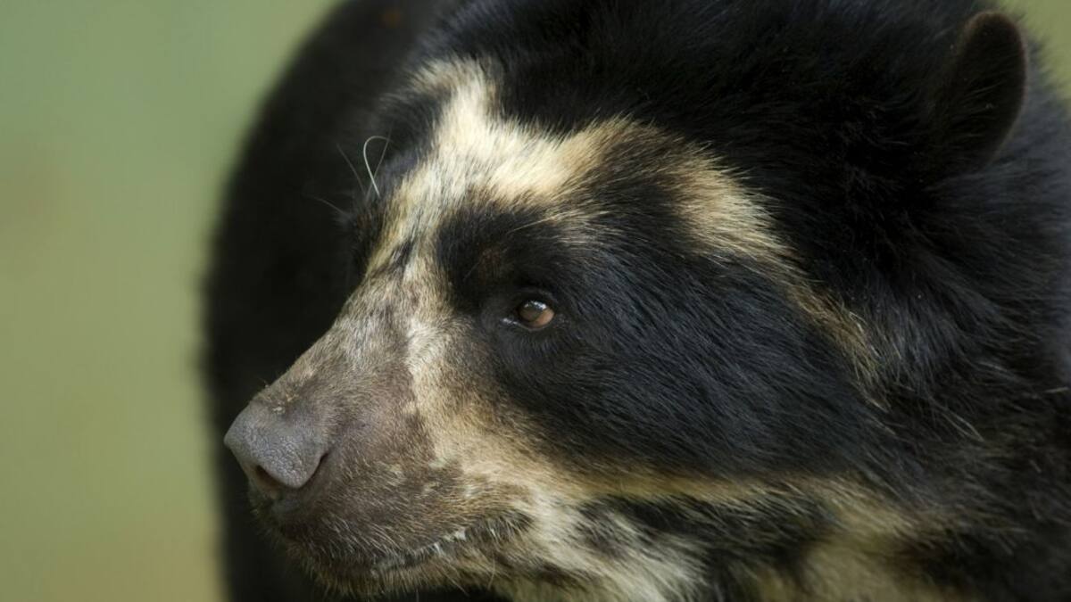 ¿Quiénes están detrás del monitoreo de Osos?