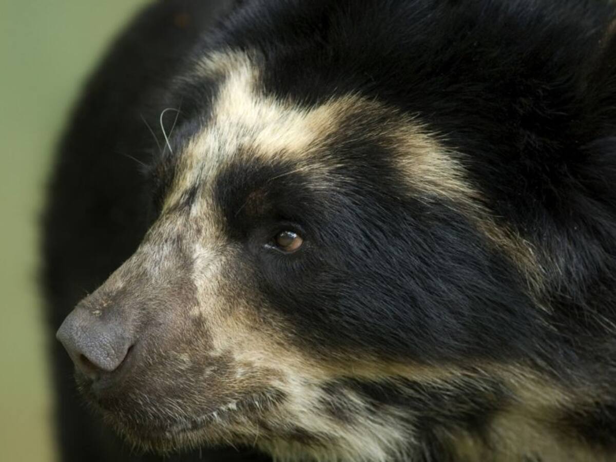 ¿Quiénes están detrás del monitoreo de Osos?