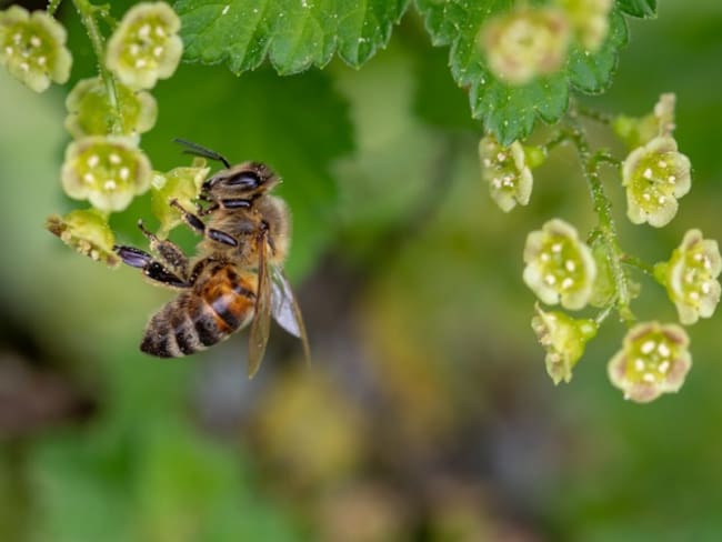 Apicultores de Córdoba no serán indemnizados por muerte de abejas