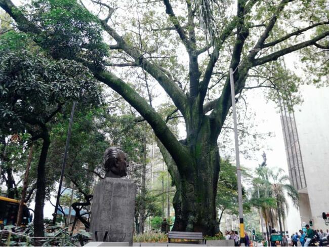 Medellín celebra los 168 años de su árbol más antiguo (Foto: Alcaldía de Medellín).
