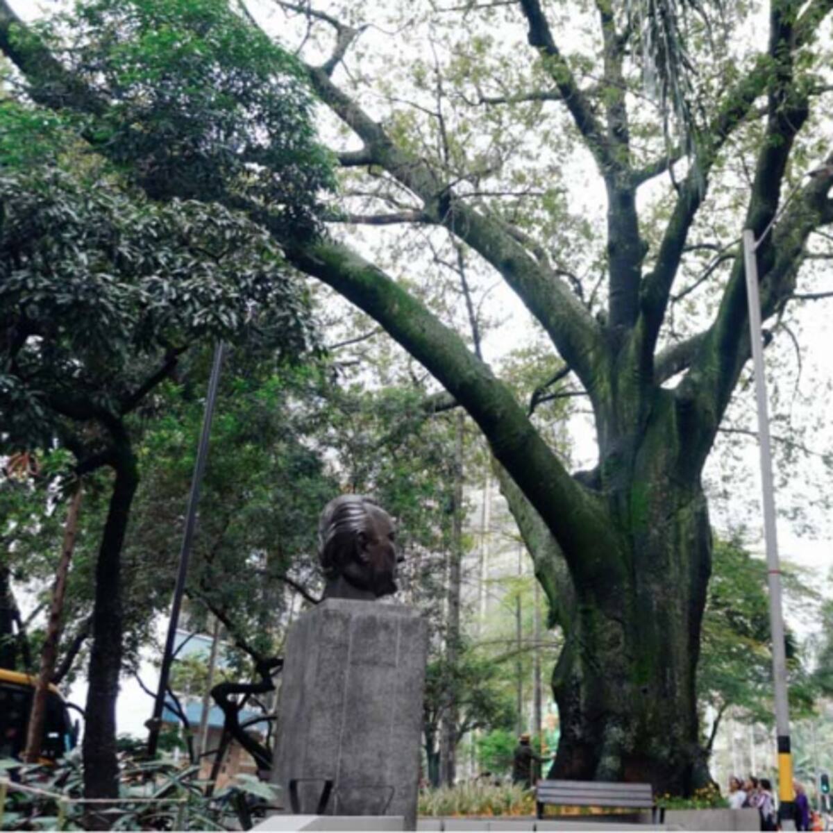 Este es el árbol más antiguo de Medellín: Tiene 168 años, es sagrado y representa la vida