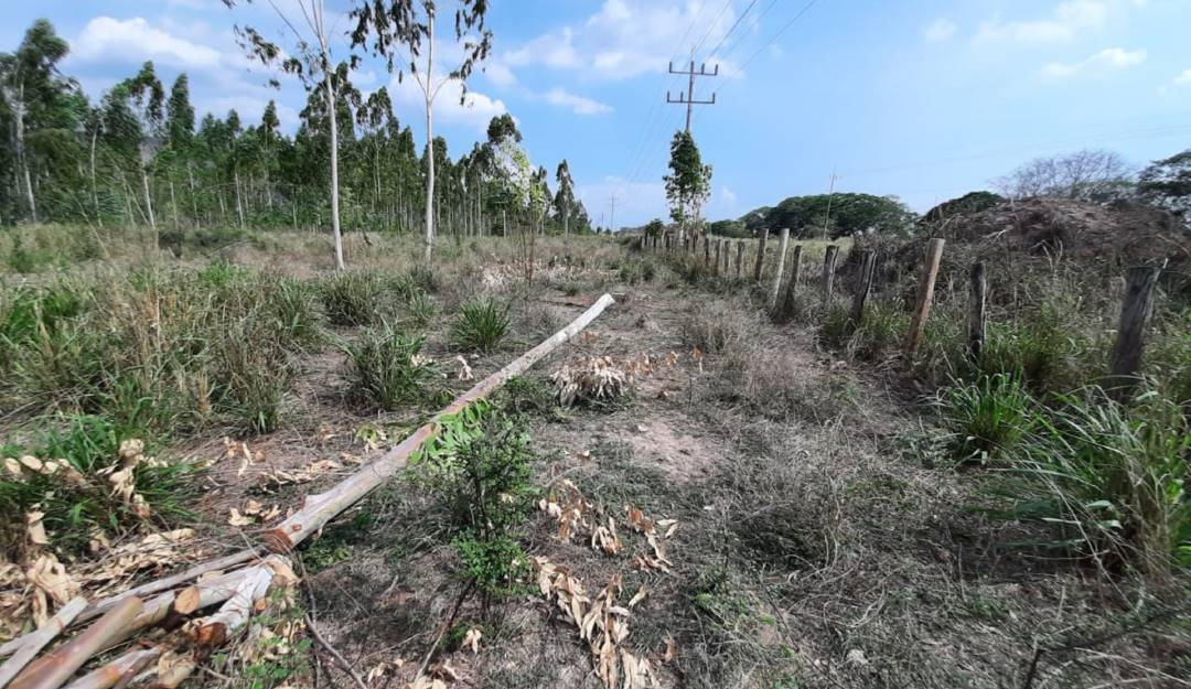 Denuncian tala injustificada de 207 árboles en Copey, Cesar FOTO CARACOL RADIO