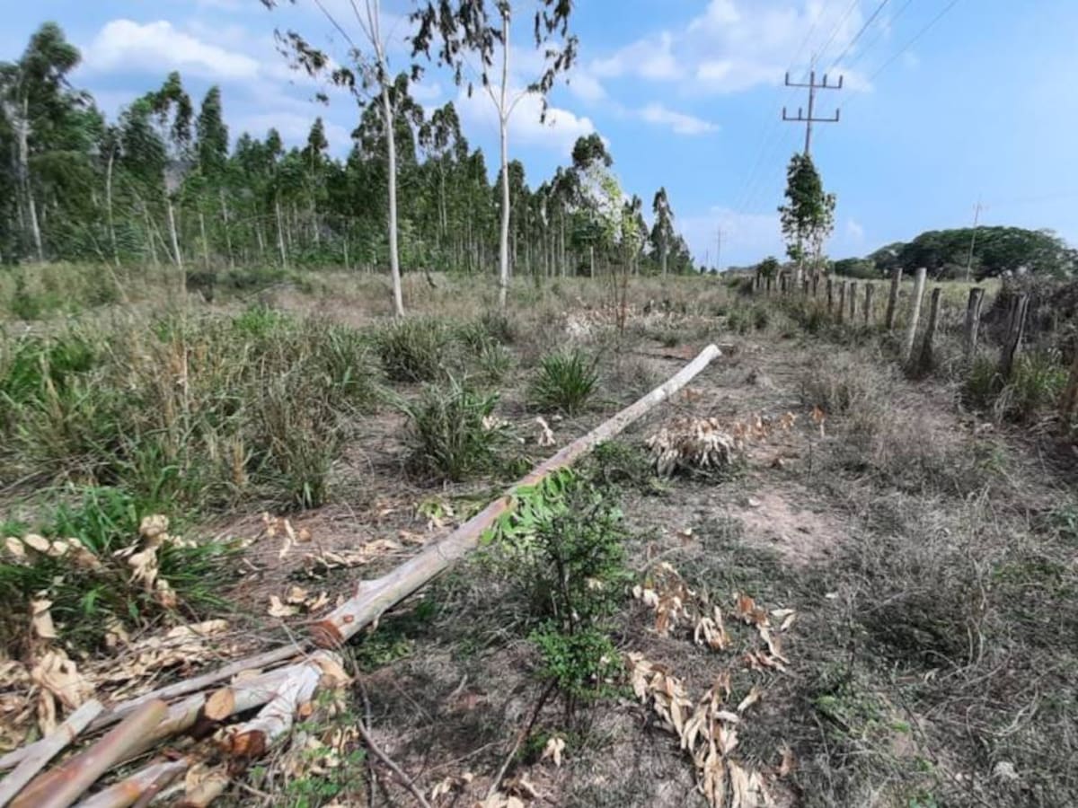 Se complicó pleito por “arboricidio” entre CaribeMar y empresa palmicultora