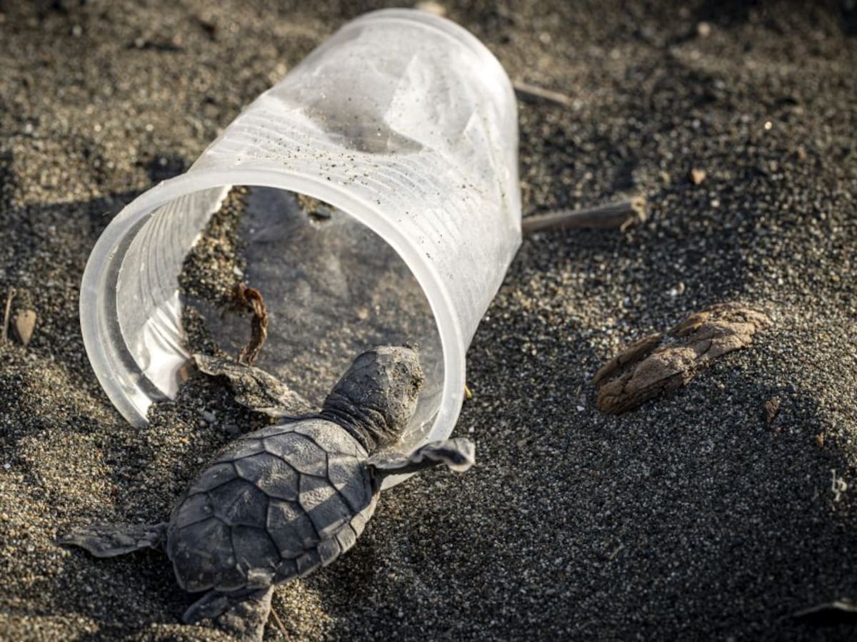 Ya hay una estrategia para frenar el uso de plásticos en parques naturales