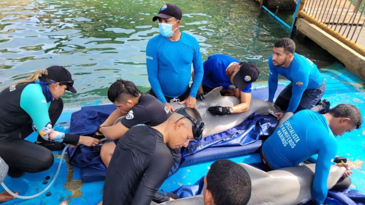 Dos delfines rescatados y rehabilitados regresaron al mar Caribe