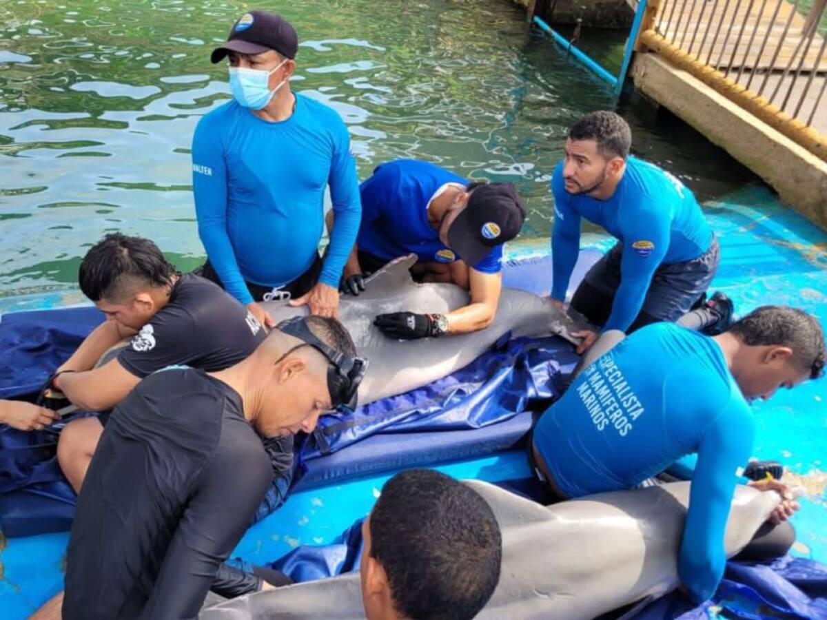 Dos delfines rescatados y rehabilitados regresaron al mar Caribe