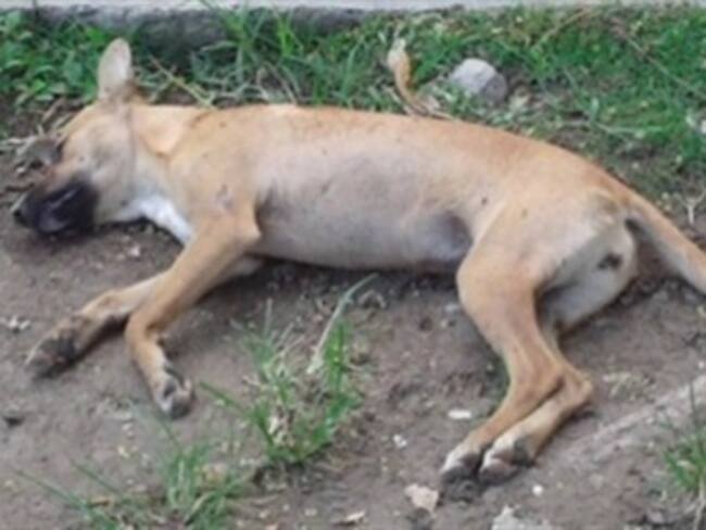 Denuncian mutilación de 40 perros en un barrio al sur de Armenia