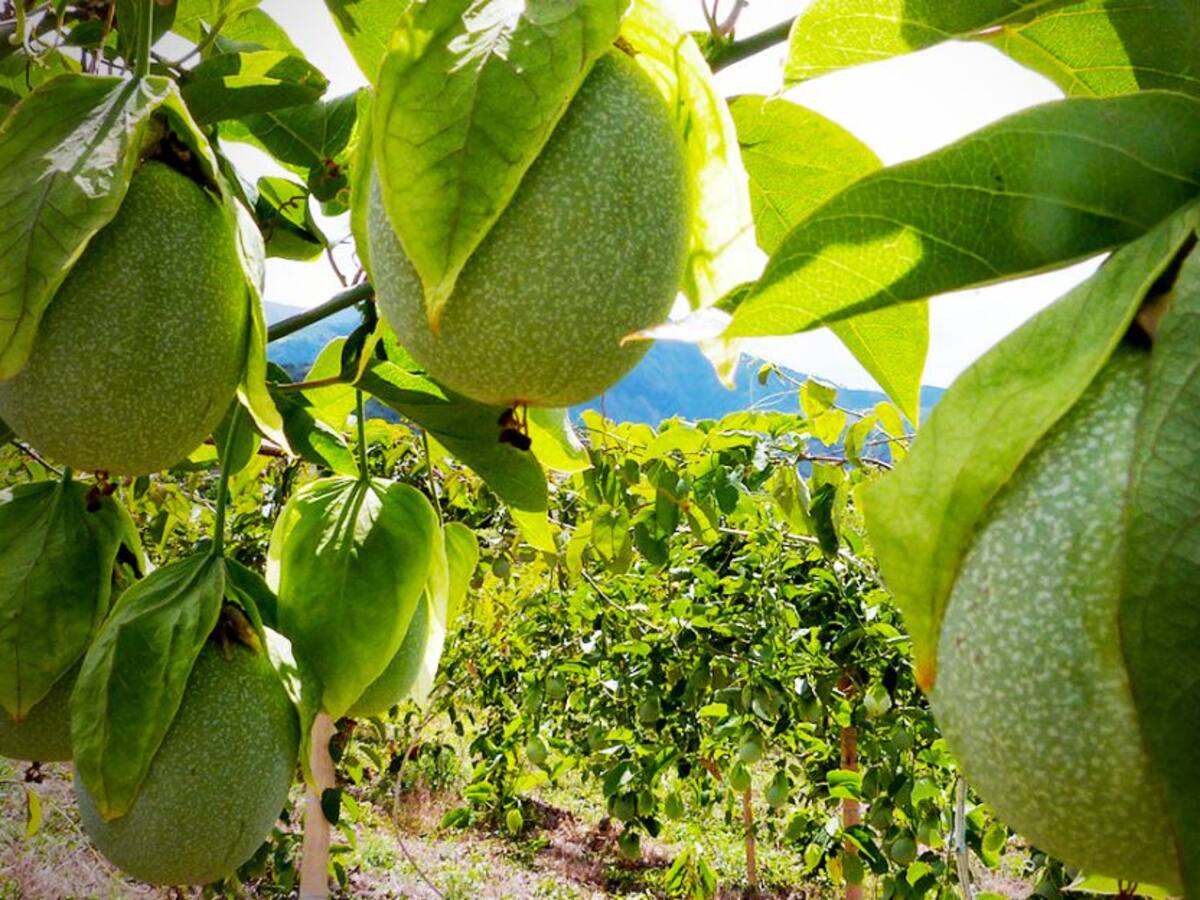 La cholupa, otra fuente importante de ingresos para el Huila