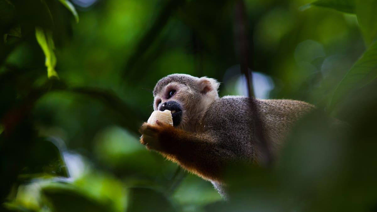 Los primates y su aporte al ecosistema. Habla experta de Corpochivor