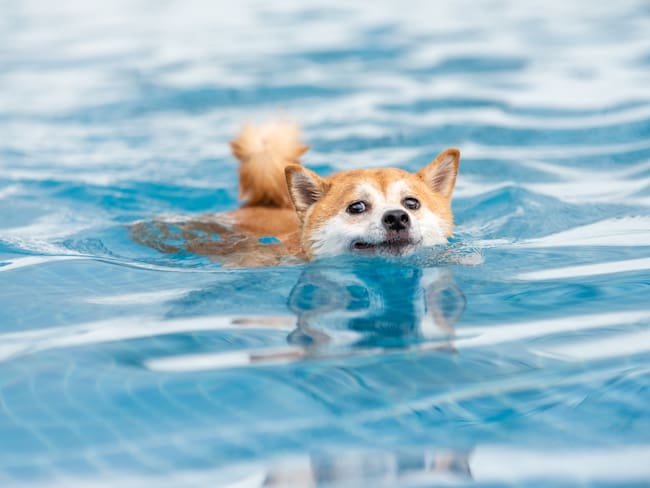 Imagen de referencia sobre perro nadando. / Getty Images