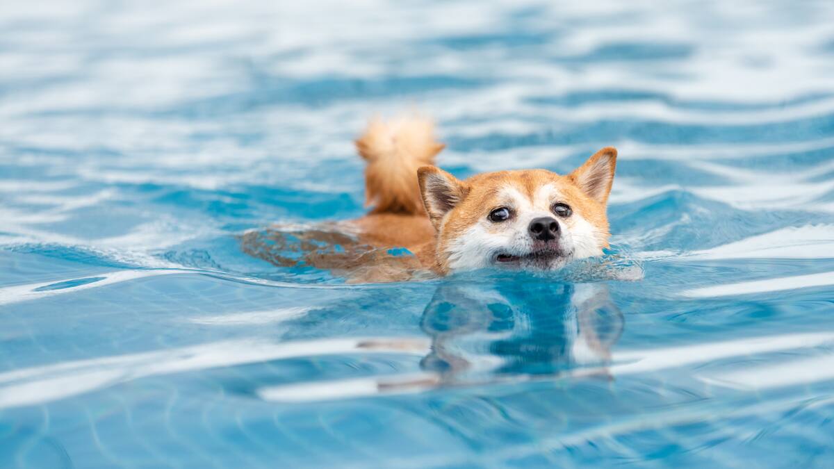 Las 5 razas de perro que mejor nadan: ¿cómo aprenden a hacerlo? Expertos responden