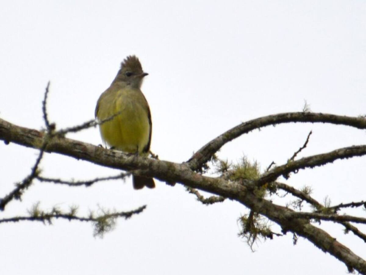 Sendero ecológico para avistamiento de aves costaría $2 mil millones
