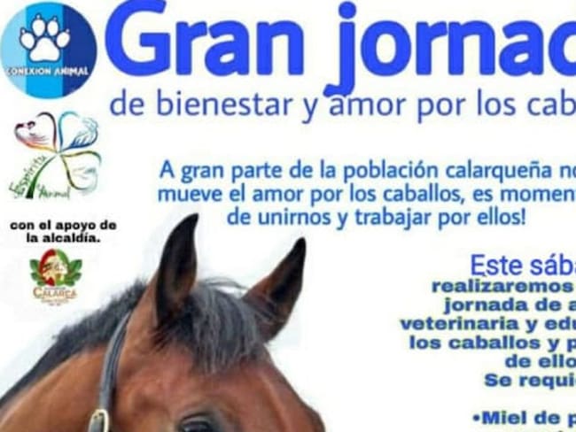 En Calarcá se realizará una jornada de amor por los caballos