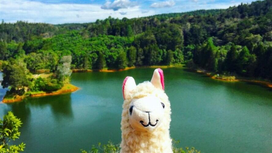 Llama with no drama. Foto: en Twitter:  ‏@BeckyKHoward