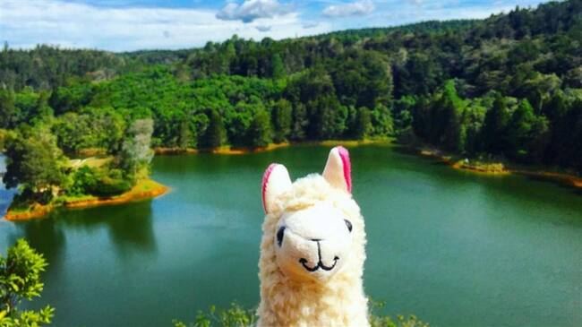 Llama with no drama. Foto: en Twitter: ‏@BeckyKHoward