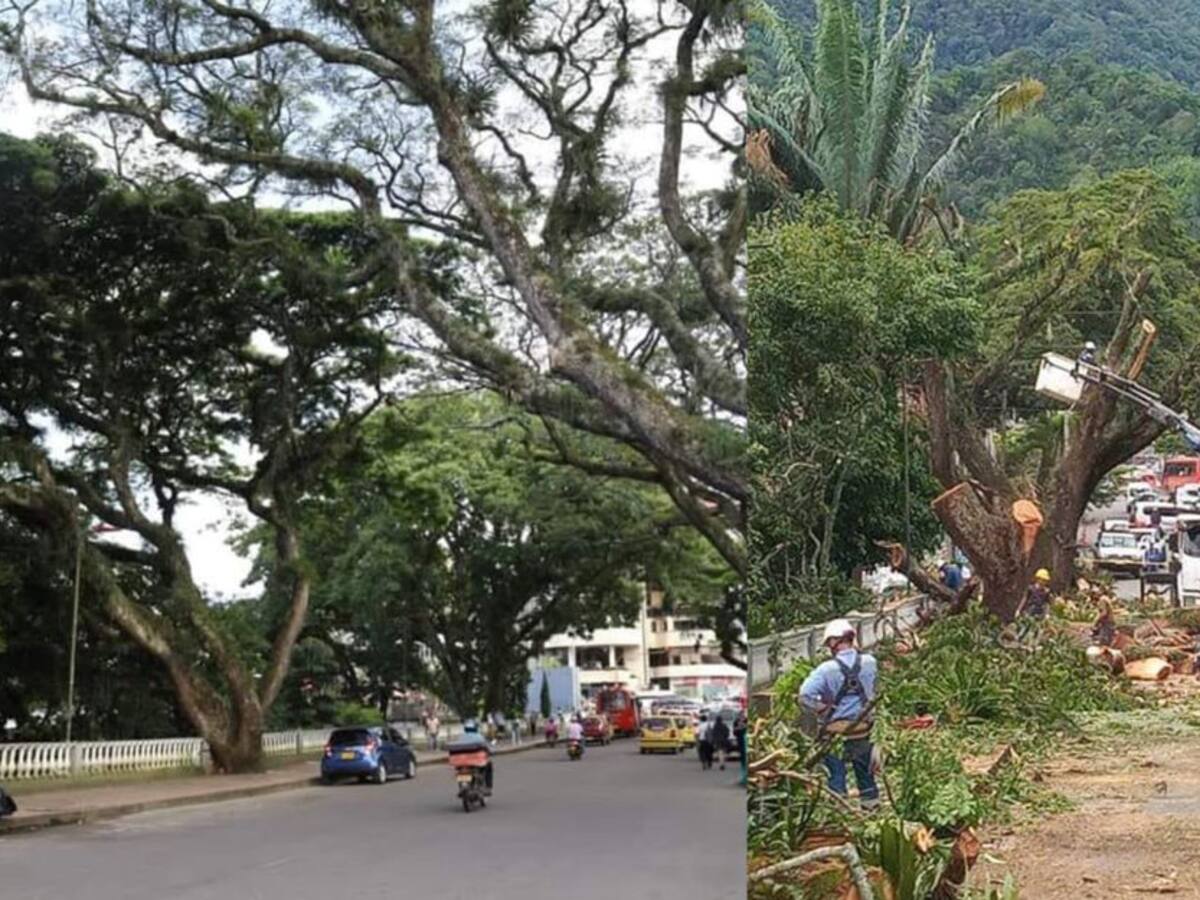 Polémica por tala de árboles en el parque Centenario de Ibagué