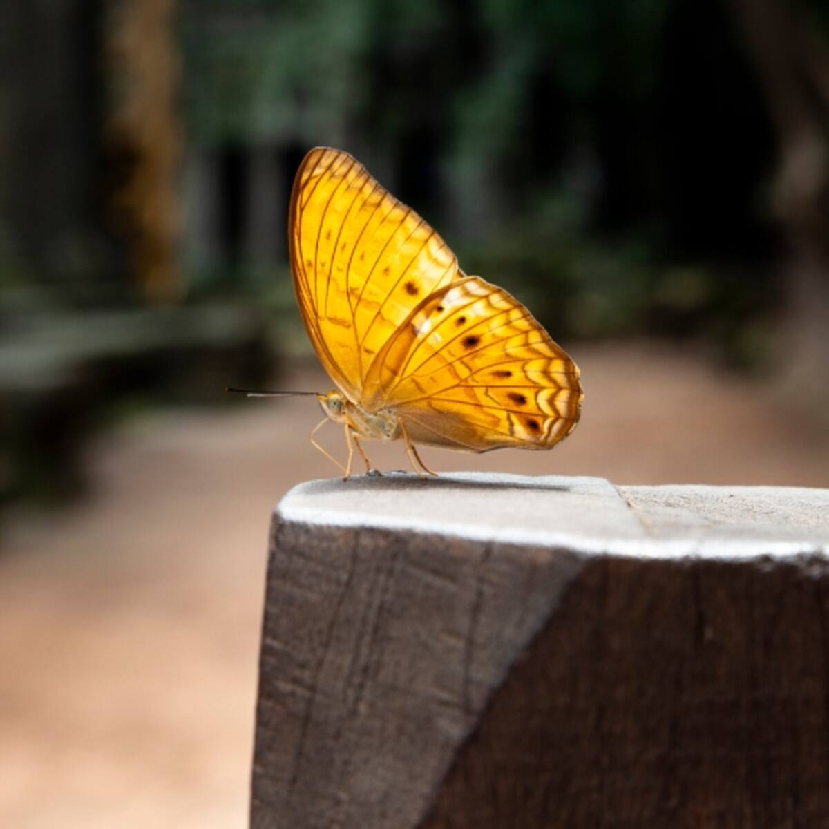 ¿Qué significa que entre una mariposa amarilla a su vivienda? Esta es la curiosa razón