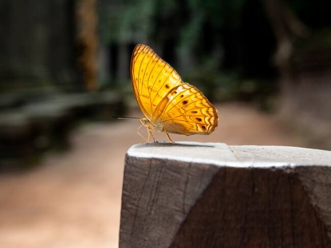 Maripolla amarilla // Getty Images