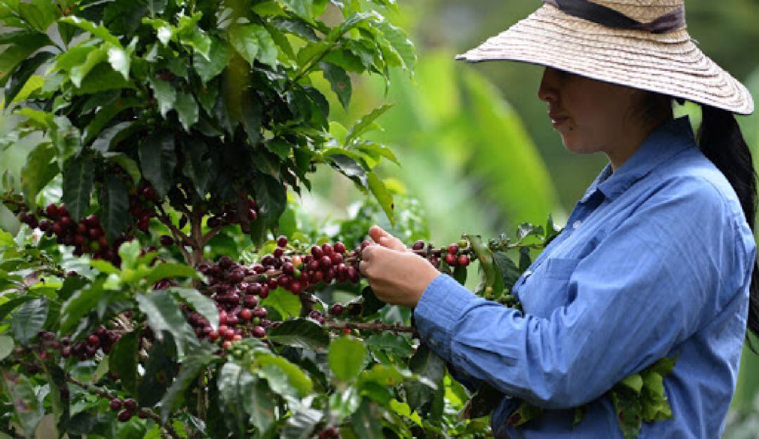 Recolección de cosecha cafetera en el Tolima
