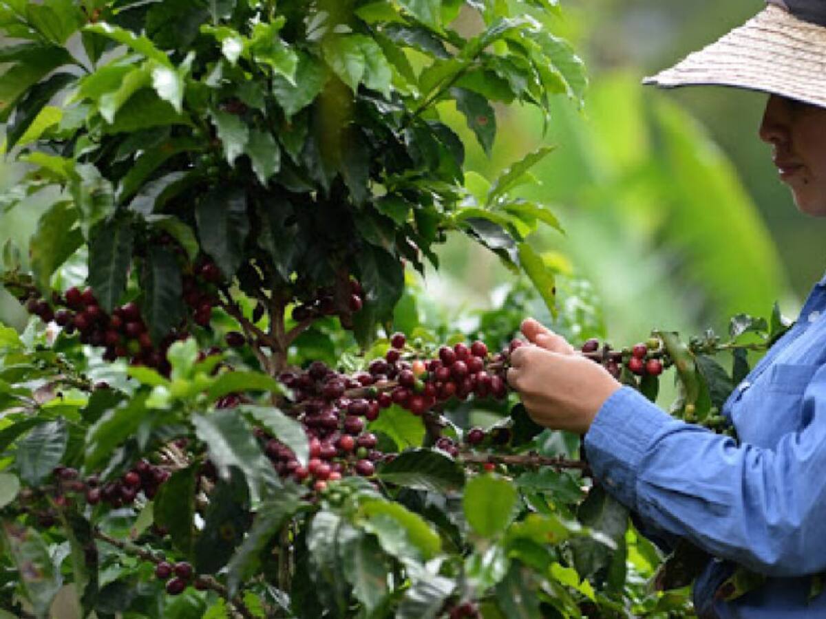 Lluvias generan cambios en la cosecha cafetera en el Tolima
