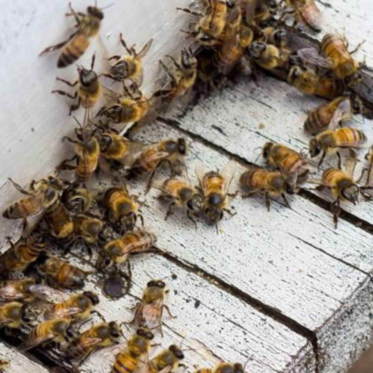 Quindío con más mortandad abejas en Colombia uso indiscriminado pesticidas