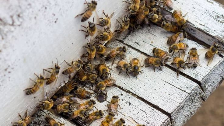 Informe abejas Quindío