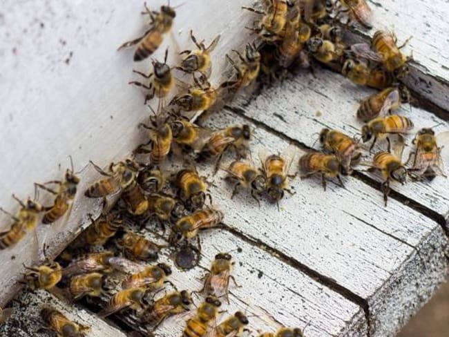 Informe abejas Quindío