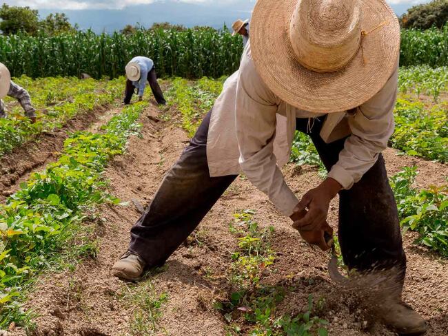 Nueva herramienta digital del Ministerio de Justicia y el Ministerio de Agricultura, para facilitar el acceso a información sobre ley de Jurisdicción Agraria y Rural.