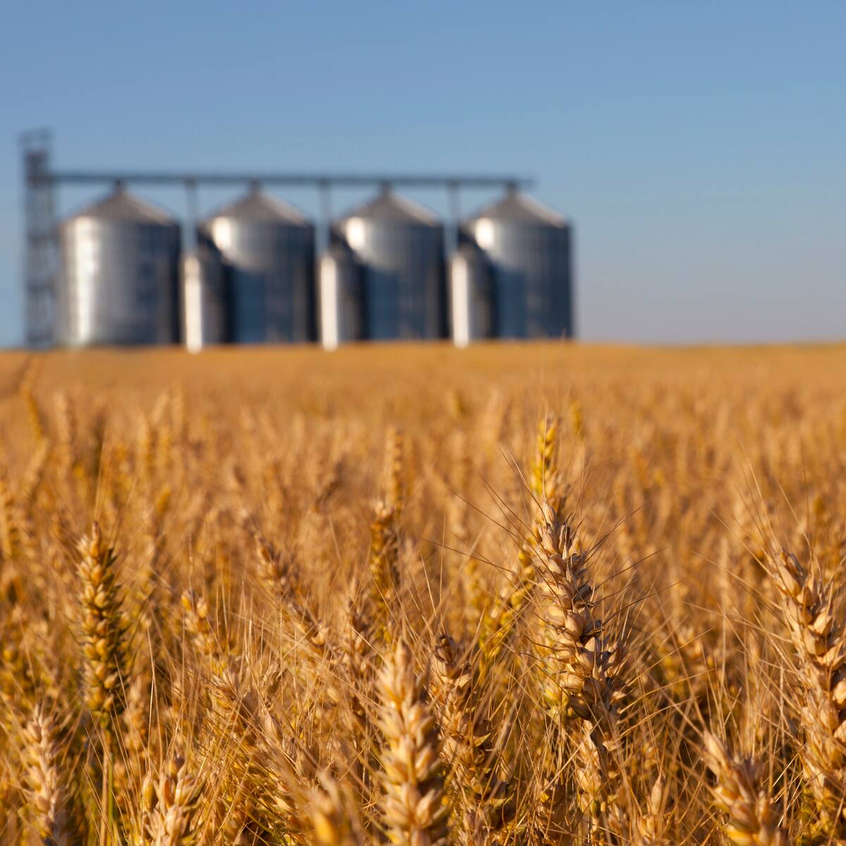 Importaciones de granos en el primer semestre del año alcanzaron 6.3 millones de toneladas