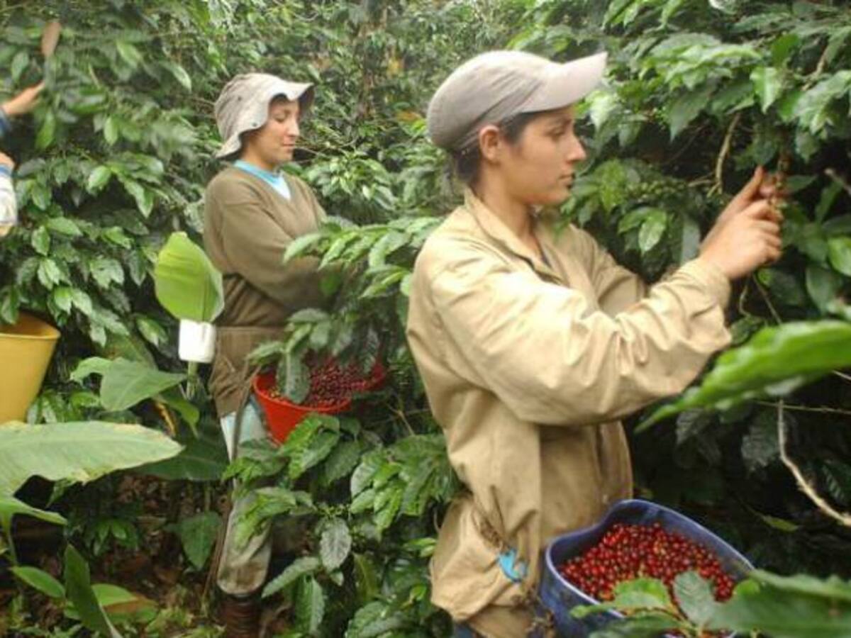 Llamado a las mujeres para que participen como recolectoras